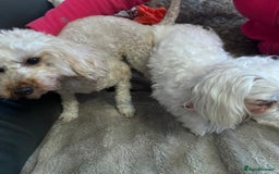 Maltese dogs for stud: 🌟Stunning KC Reg Korean Maltese boy for STUD in Waltham Cross - Image 14