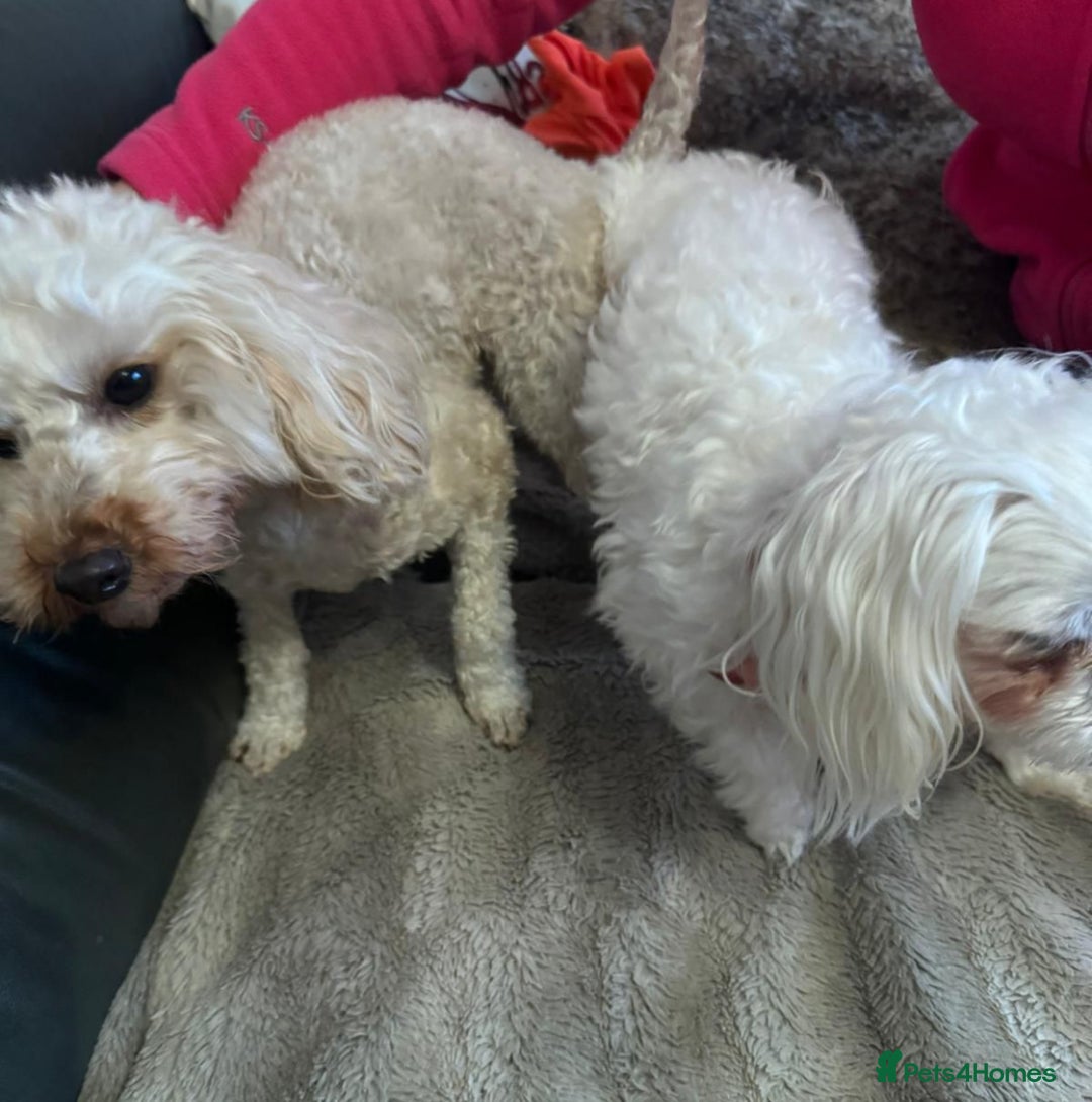 Maltese dogs for stud: 🌟Stunning KC Reg Korean Maltese boy for STUD in Waltham Cross - Image 14