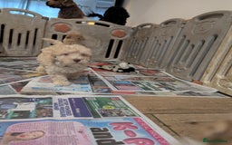 Miniature Poodle dogs for sale: Kc reg mini poodle pups for sale  - Image 11