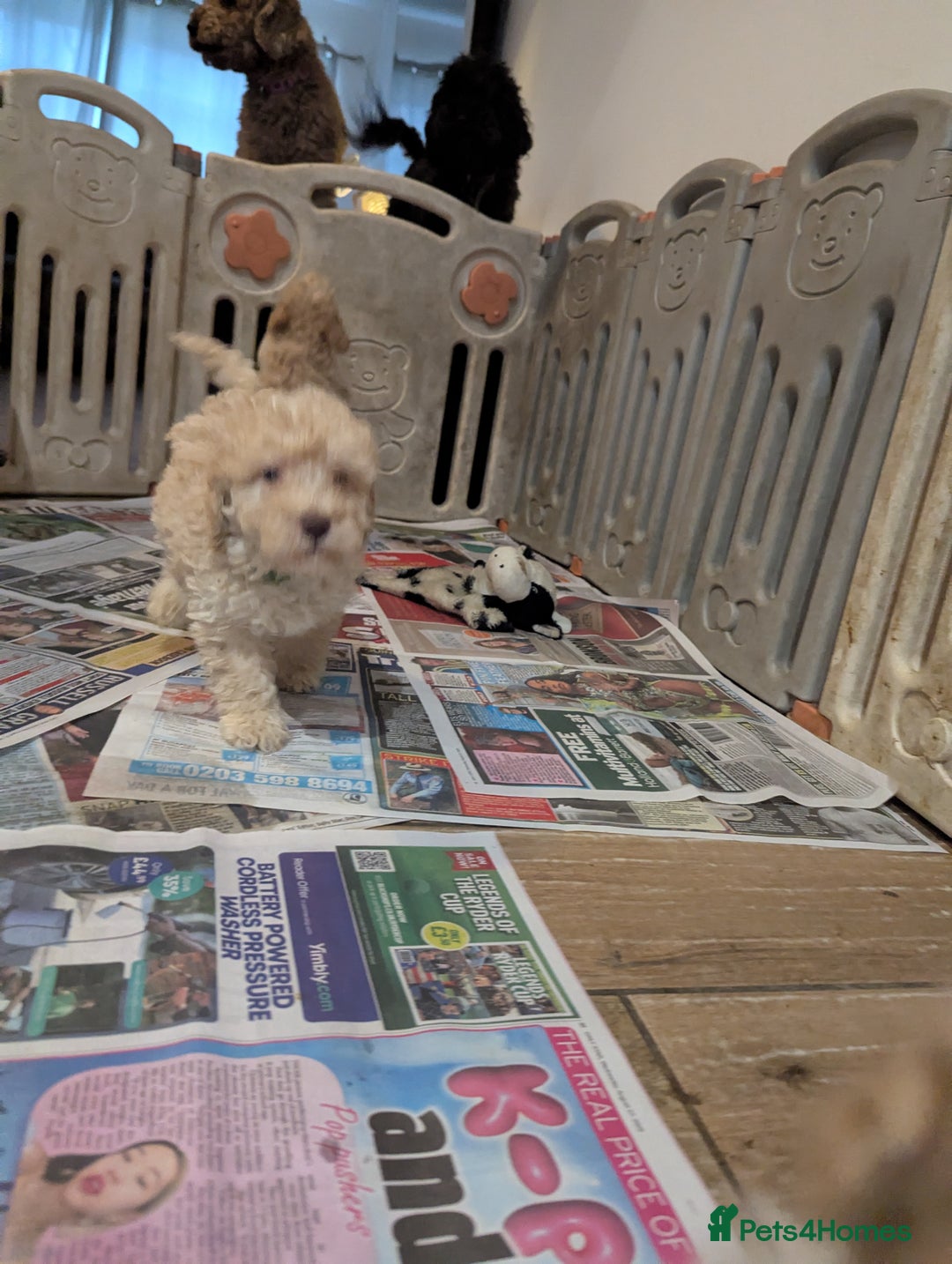 Miniature Poodle dogs for sale: Kc reg mini poodle pups for sale  - Image 11