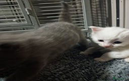 Khao Manee cats for sale: Khao manees kittens - Image 2