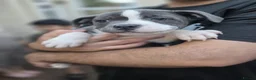 Staffordshire Bull Terrier dogs for sale: SMALLEST KC REG SBT PUPPY  - Advert 30
