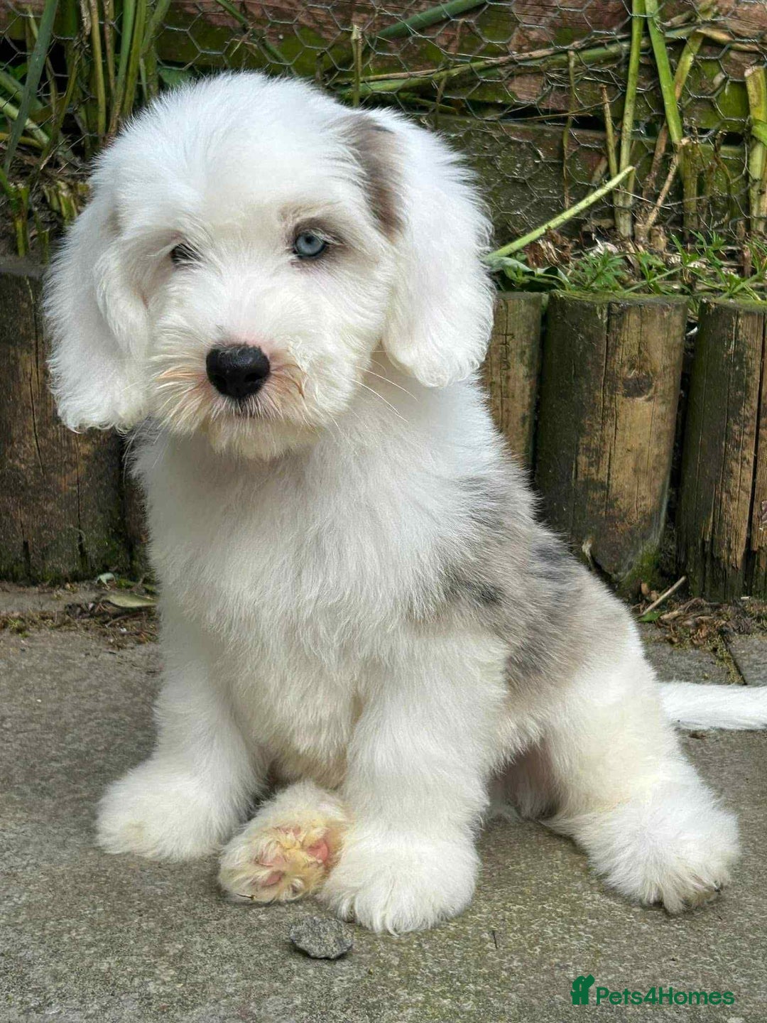 Sheepadoodle dogs for sale: unique midi sheepadoodle babies - Image 27
