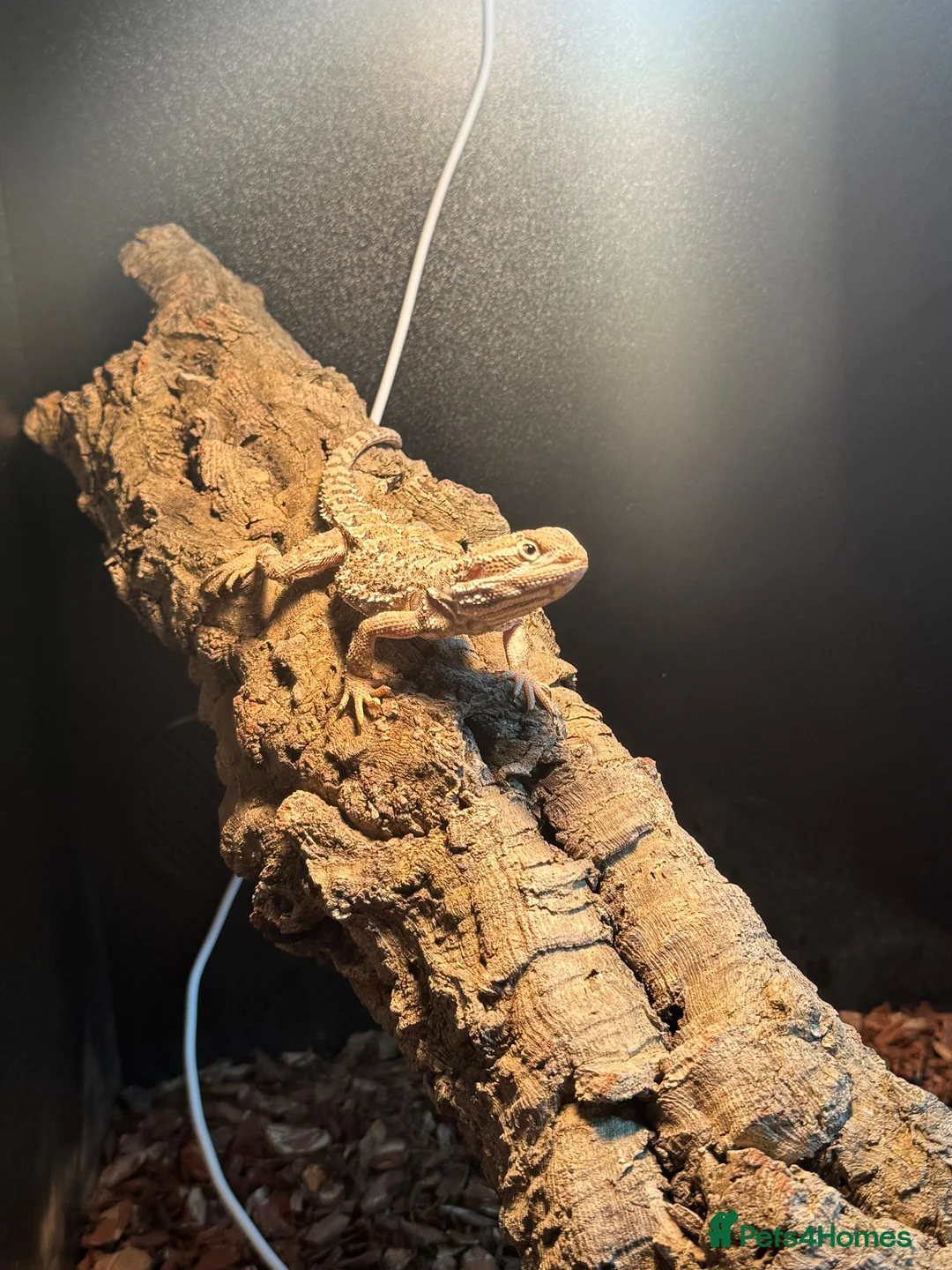 Bearded Dragon reptiles for sale: Rankin dragon for sale with Viv  - Advert 1