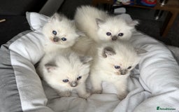 Ragdoll cats for sale: Ragdoll-lovely kittens - Image 21