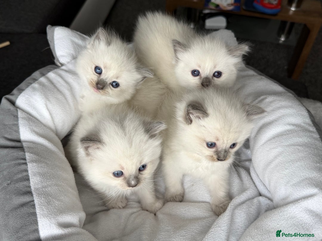 Ragdoll cats for sale: Ragdoll-lovely kittens - Image 21