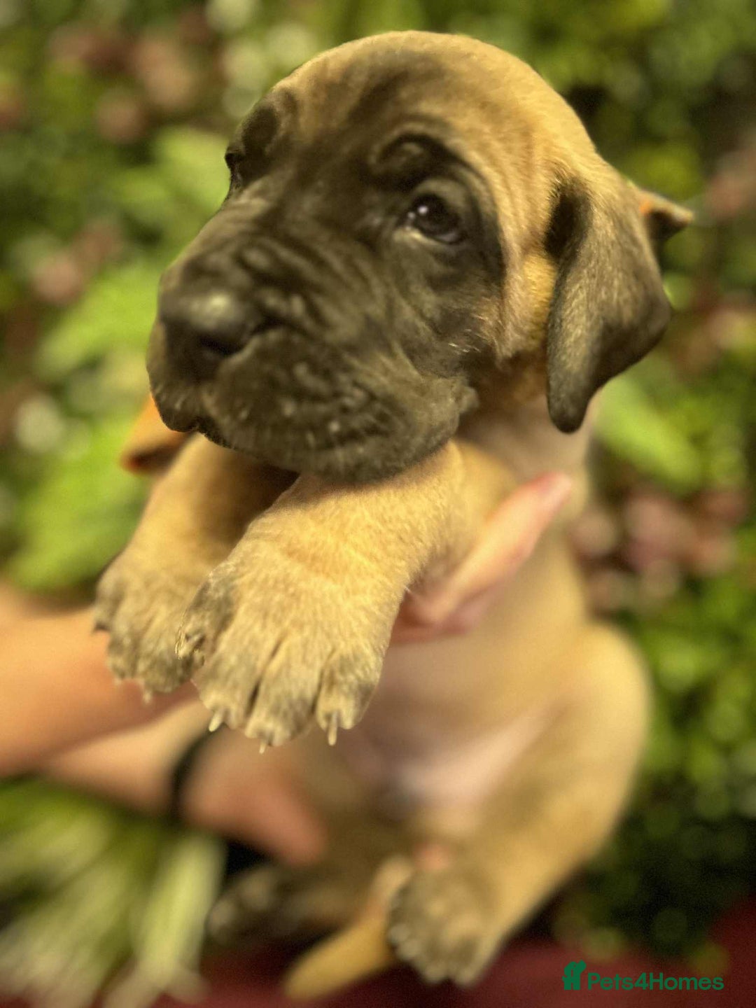 Great Dane dogs for sale: Fawn black mask - Image 11
