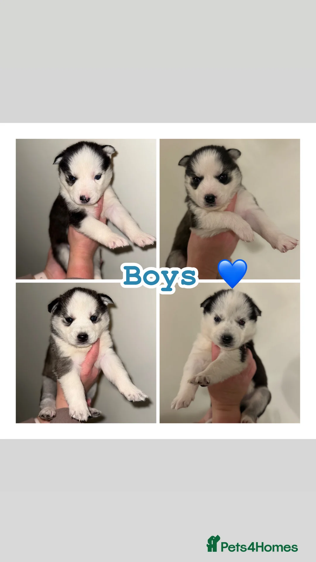 Siberian Husky dogs for sale: 3 Stunning Siberian Husky boys with blue eyes 😍 - Advert 14