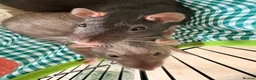 Rat rodents for sale: Two female rats in Wolverhampton - Advert 4