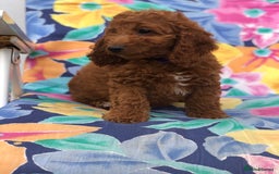 Cockapoo dogs for sale: Cockapoo puppies for sale - Image 5