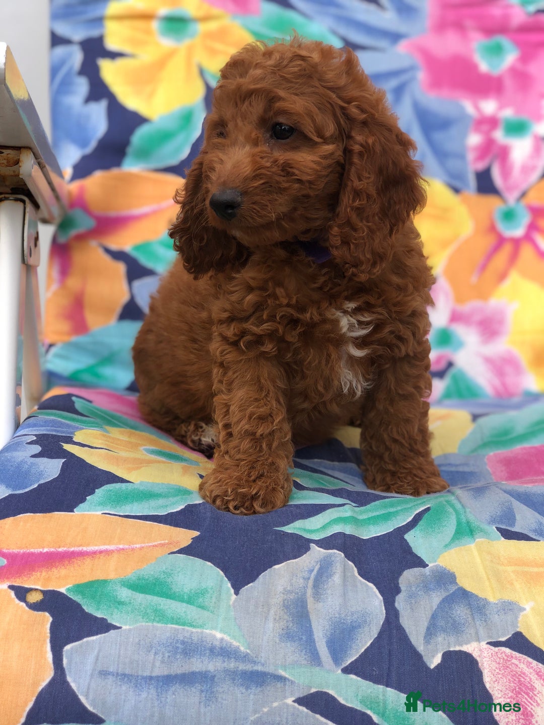 Cockapoo dogs for sale: Cockapoo puppies for sale - Image 5