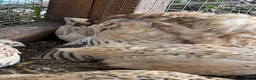 Quail poultry for sale: 2-3 months old breeding male quails  in Worcester Park - Advert 6