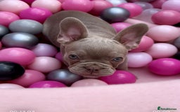 French Bulldog dogs for sale: Outstanding Isabella & Rojo French Bulldog puppies - Image 33