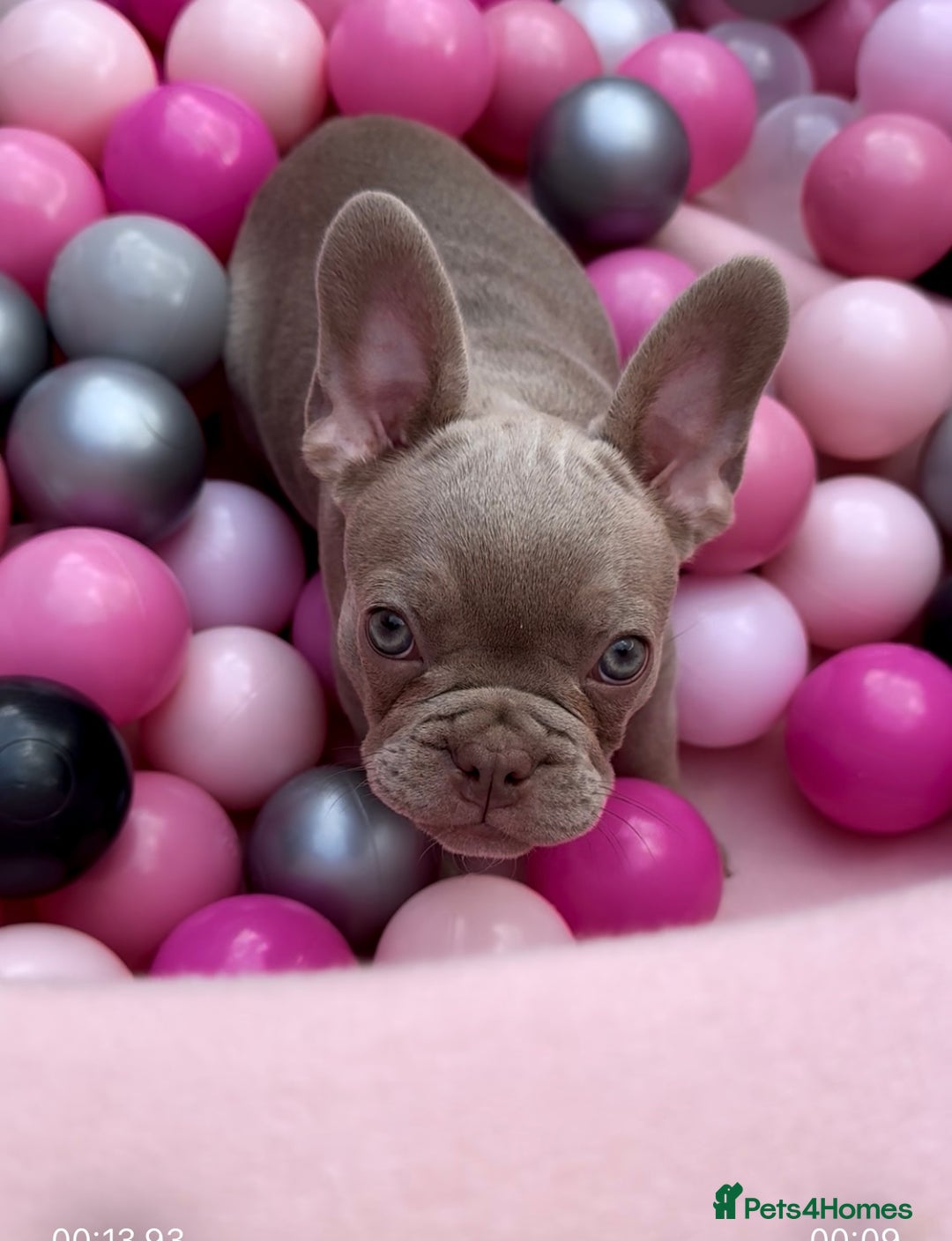 French Bulldog dogs for sale: Outstanding Isabella & Rojo French Bulldog puppies - Image 33