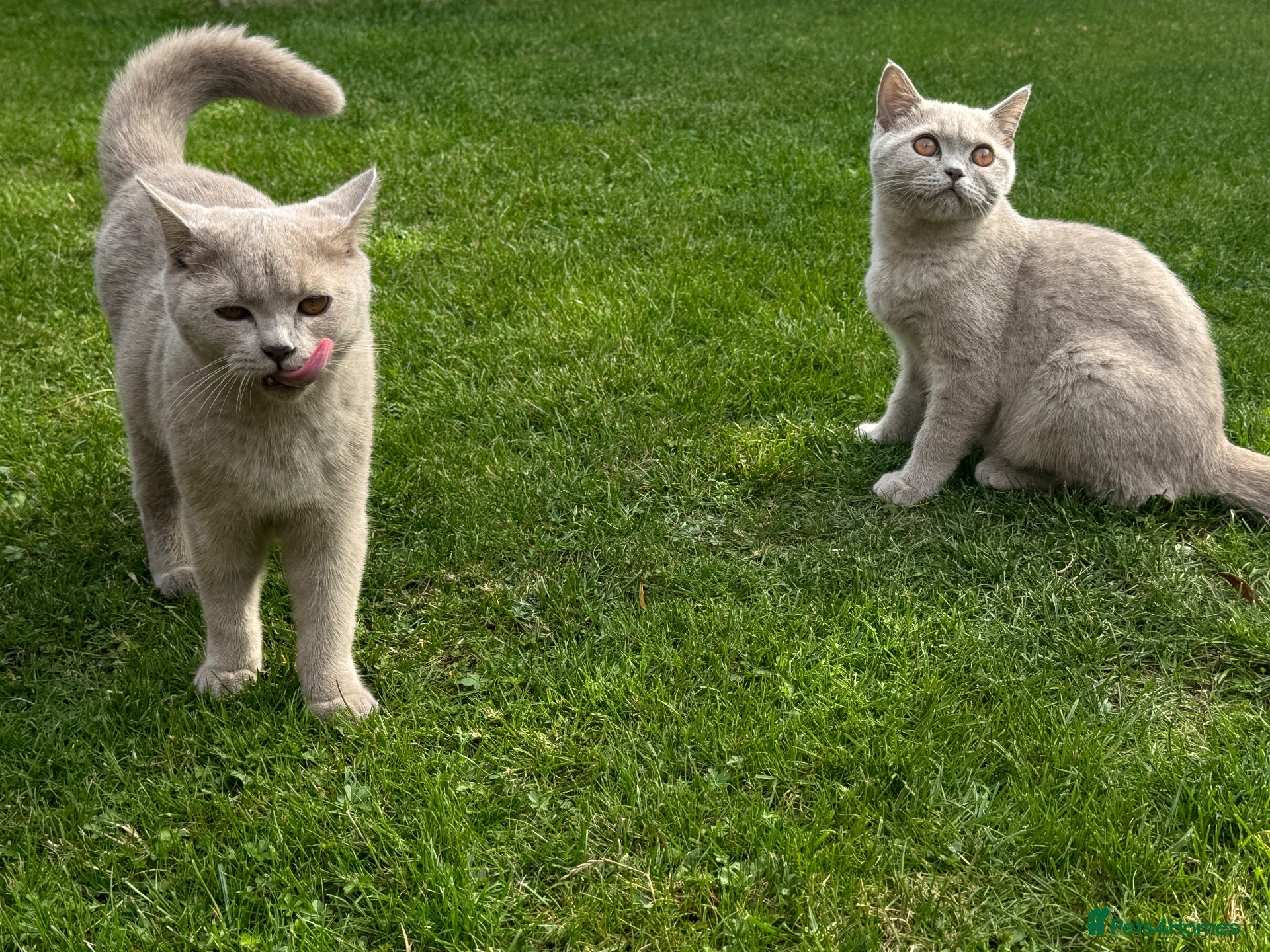 British Shorthair cats Lilac BSH boy and girl  - Advert 1
