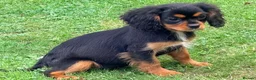 Cavalier King Charles Spaniel dogs for sale:  Exceptional Cavalier King Charles Puppies in Dudley - Advert 6