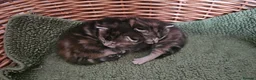 Mixed Breed cats for sale: Two adorable long fur kittens for sale in Telford - Advert 13
