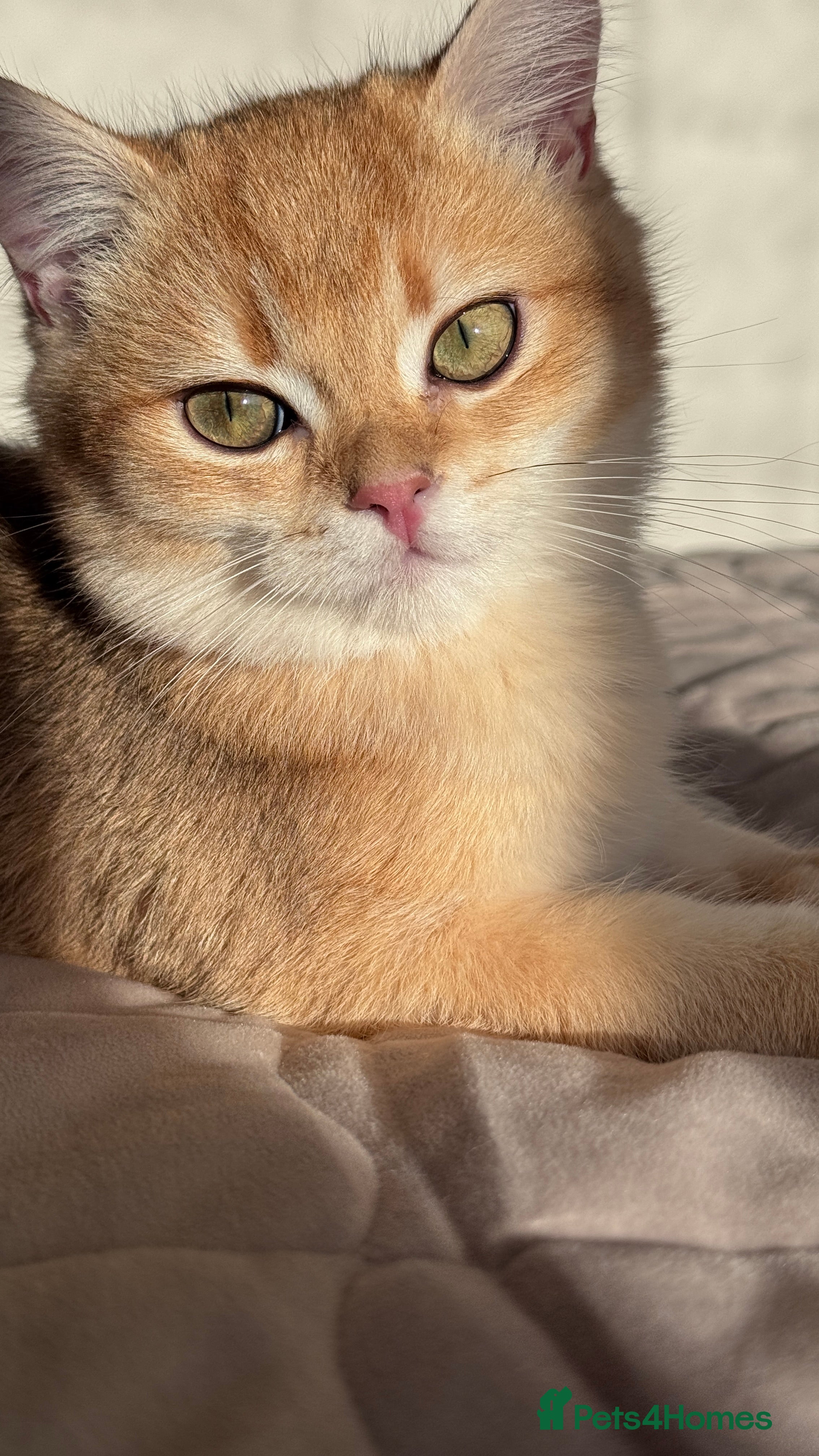 British Shorthair cats GCCF BSH ONE BOY READY TO GO GOLDEN BLACK TIPPED  - Advert 14