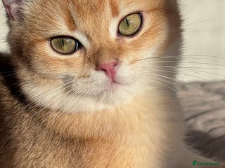 British Shorthair cats GCCF BSH ONE BOY READY TO GO GOLDEN BLACK TIPPED - Advert 12