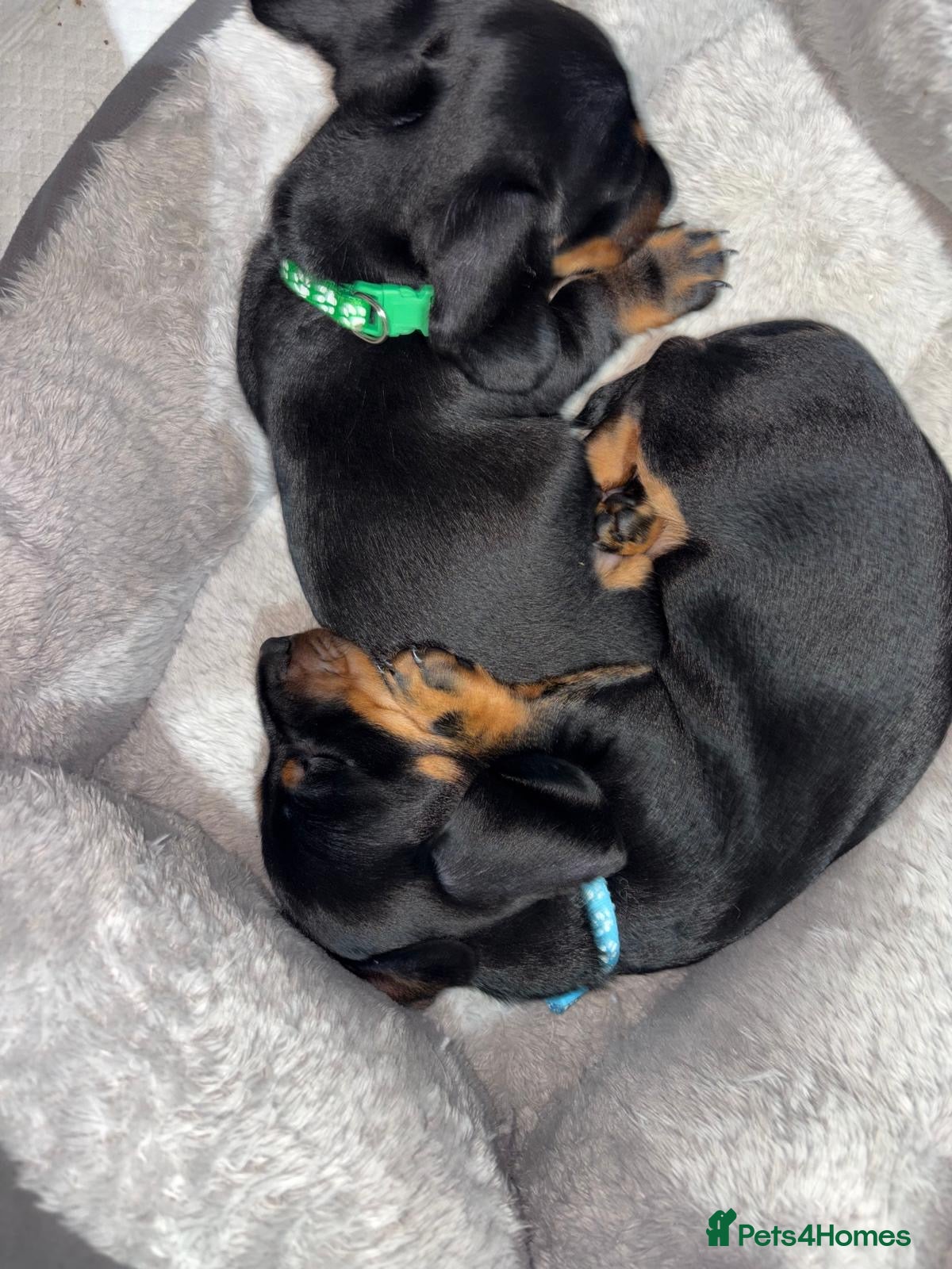 Miniature Dachshund dogs Beautiful miniature dachshund puppies  - Advert 1