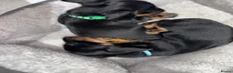 Miniature Dachshund dogs for sale: Beautiful miniature dachshund puppies  - Advert 1