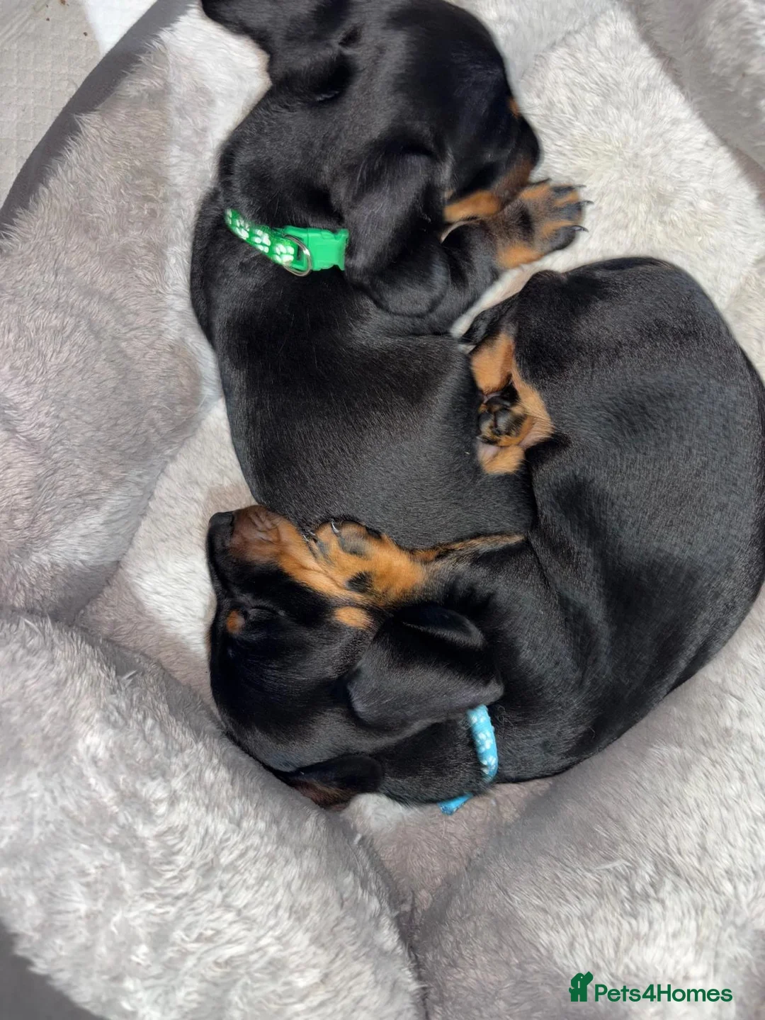 Miniature Dachshund dogs for sale: Beautiful miniature dachshund puppies  - Advert 1