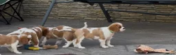 Cavalier King Charles Spaniel dogs for sale: Cavalier King Charles Spaniel Puppies  - Advert 9