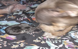Staffordshire Bull Terrier dogs for sale: Blue tri Staffordshire bull terrier pups for sale  - Image 19