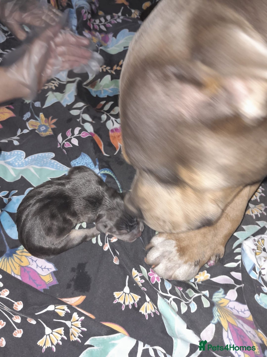 Staffordshire Bull Terrier dogs for sale: Blue tri Staffordshire bull terrier pups for sale  - Image 19