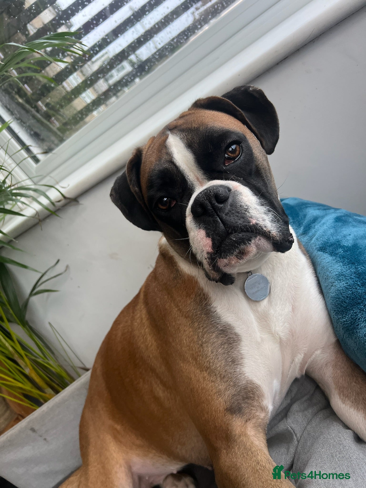 Boxer dogs Boxer Litter Due 17th June - Advert 2