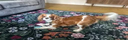 Cavalier King Charles Spaniel dogs for stud: Stud- Whiskey - Advert 4