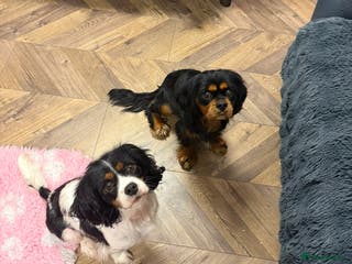 Cavalier King Charles Spaniel dogs Black & tan stud 🏴 - Advert 1