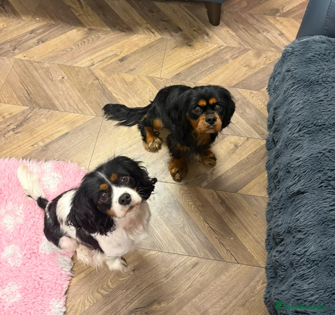 Cavalier King Charles Spaniel dogs for stud: Black & tan stud 🏴󠁧󠁢󠁳󠁣󠁴󠁿 - Advert 1