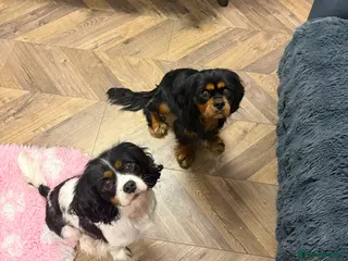 Cavalier King Charles Spaniel dogs Black & tan stud 🏴 - Advert 16