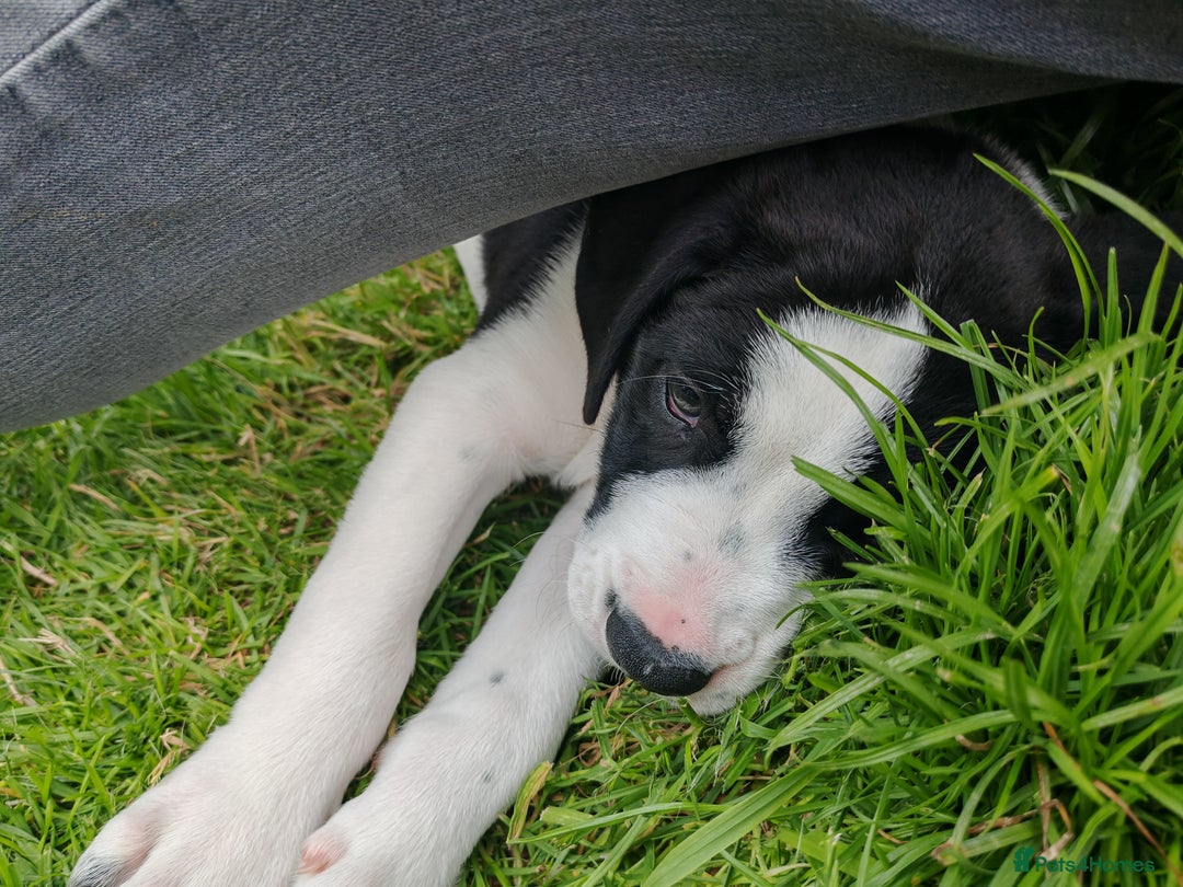 Mixed Breed dogs for sale:  ALL PUPPIES NOW SOLD - Image 13