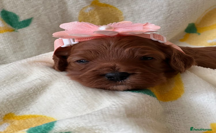 Cavapoo dogs - Advert 1