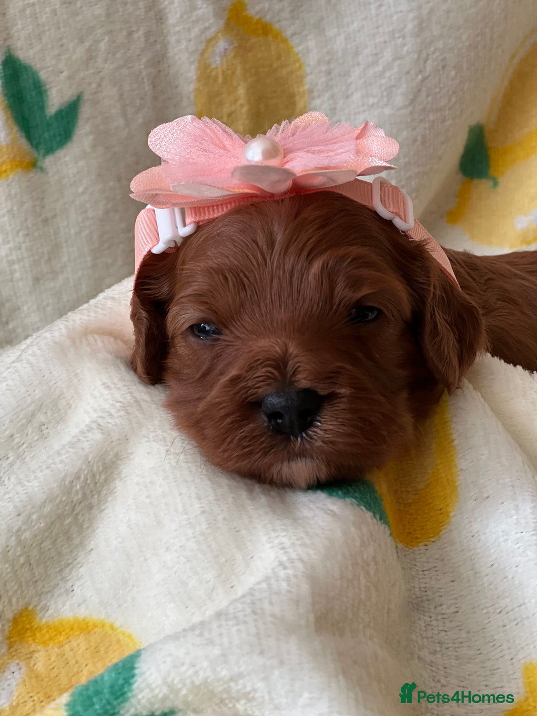 Cavapoo dogs for sale: Cavapoos born to EXTENSIVELY HEALTH TESTED PARENTS - Image 1