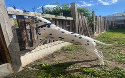 Dalmatian dogs for stud: Proven KC Dalmatian stud baer+\+ in Wigan - Image 20