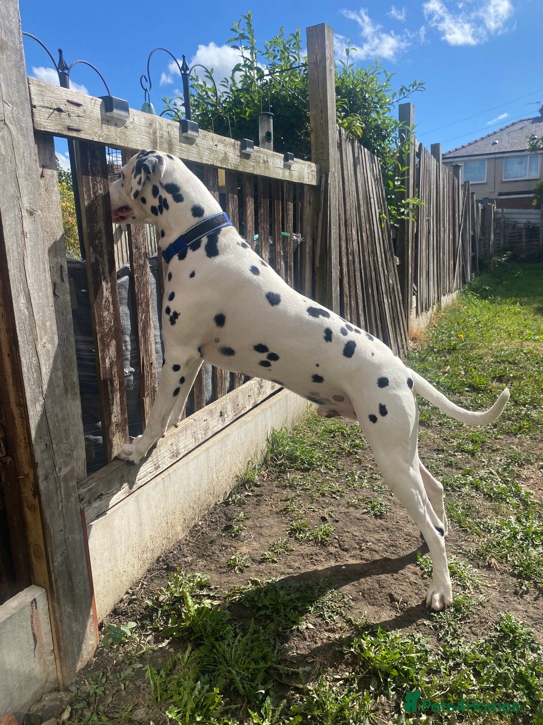 Dalmatian dogs for stud: Proven KC Dalmatian stud baer+\+ in Wigan - Image 20