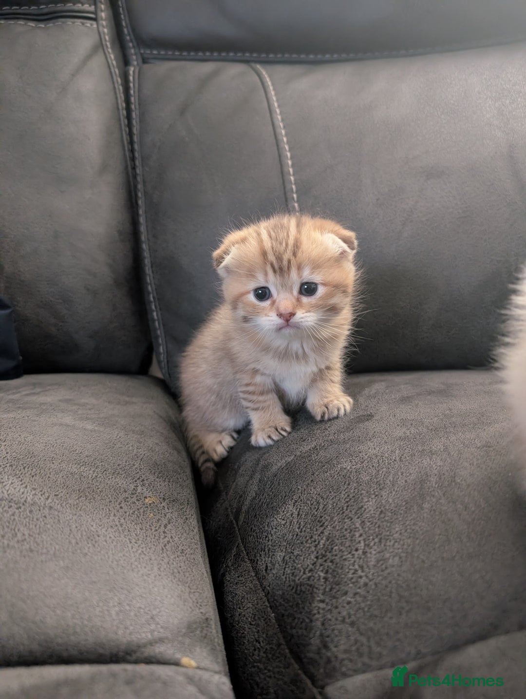 Mixed Breed cats for sale: Rare Ragfold kittens - Ready 26th January  - Advert 6