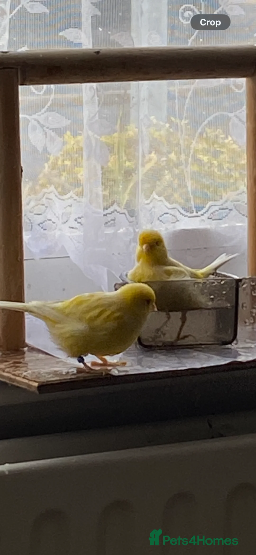 Canaries birds for sale: Beautiful pair yellow canaries - Advert 2
