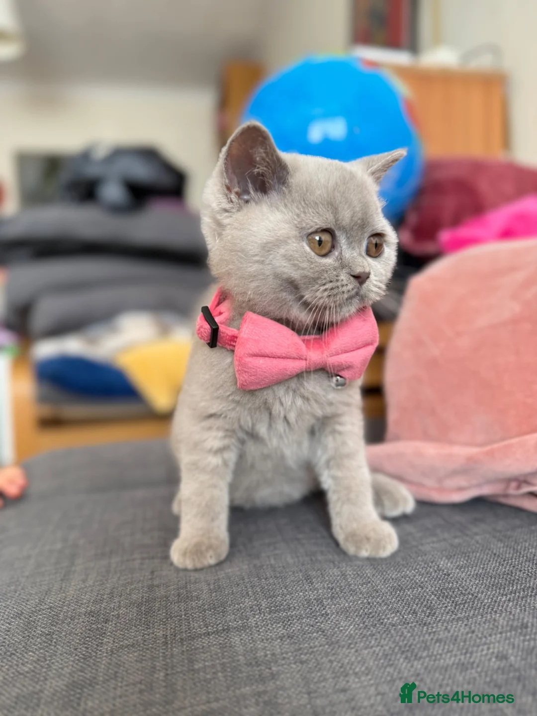 British Shorthair cats for sale: Gccf register British shorthair ready to go! - Advert 27