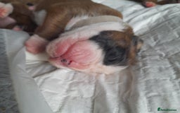 Boxer dogs for sale: Beautiful/Stunning Pedigree Boxer Puppies  - Image 13
