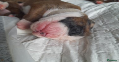 Boxer dogs - Advert 11