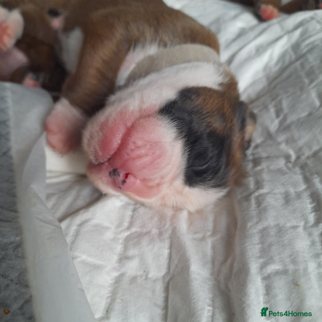 Boxer dogs for sale: Beautiful/Stunning Pedigree Boxer Puppies  - Image 13