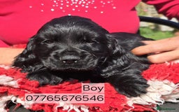 Cocker Spaniel dogs for sale: Show Cocker Spaniel Puppies Homebred Licenced - Image 5