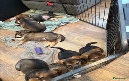 Mixed Breed dogs for sale: HuskyGerman/Rotweiler mixed breed puppies for sale - Advert 5