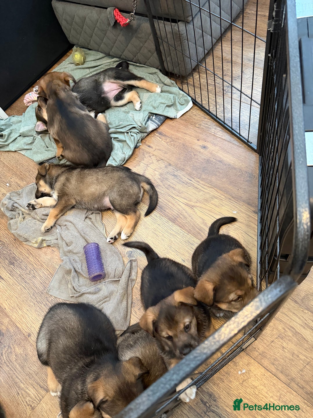 Mixed Breed dogs for sale: HuskyGerman/Rotweiler mixed breed puppies for sale - Advert 5