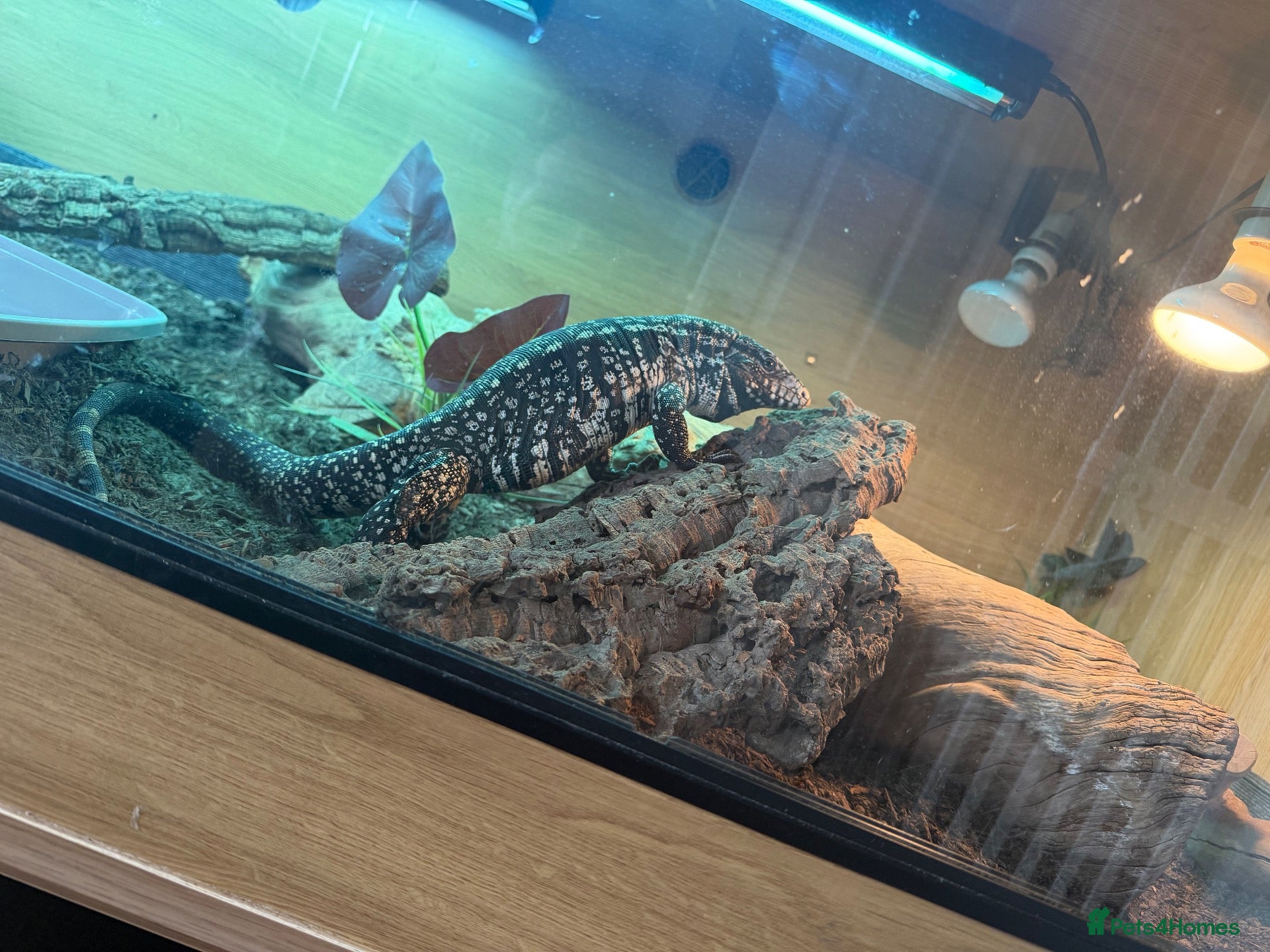 Monitor reptiles Female tegu-black & white Argentine  - Advert 15