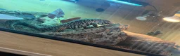 Monitor reptiles for sale: Female tegu-black & white Argentine  - Advert 1